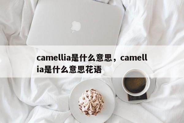 camellia是什么意思，camellia是什么意思花语